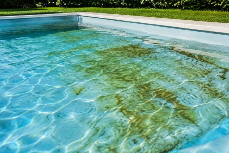 Algues marron piscine : comment les identifier et les éliminer efficacement